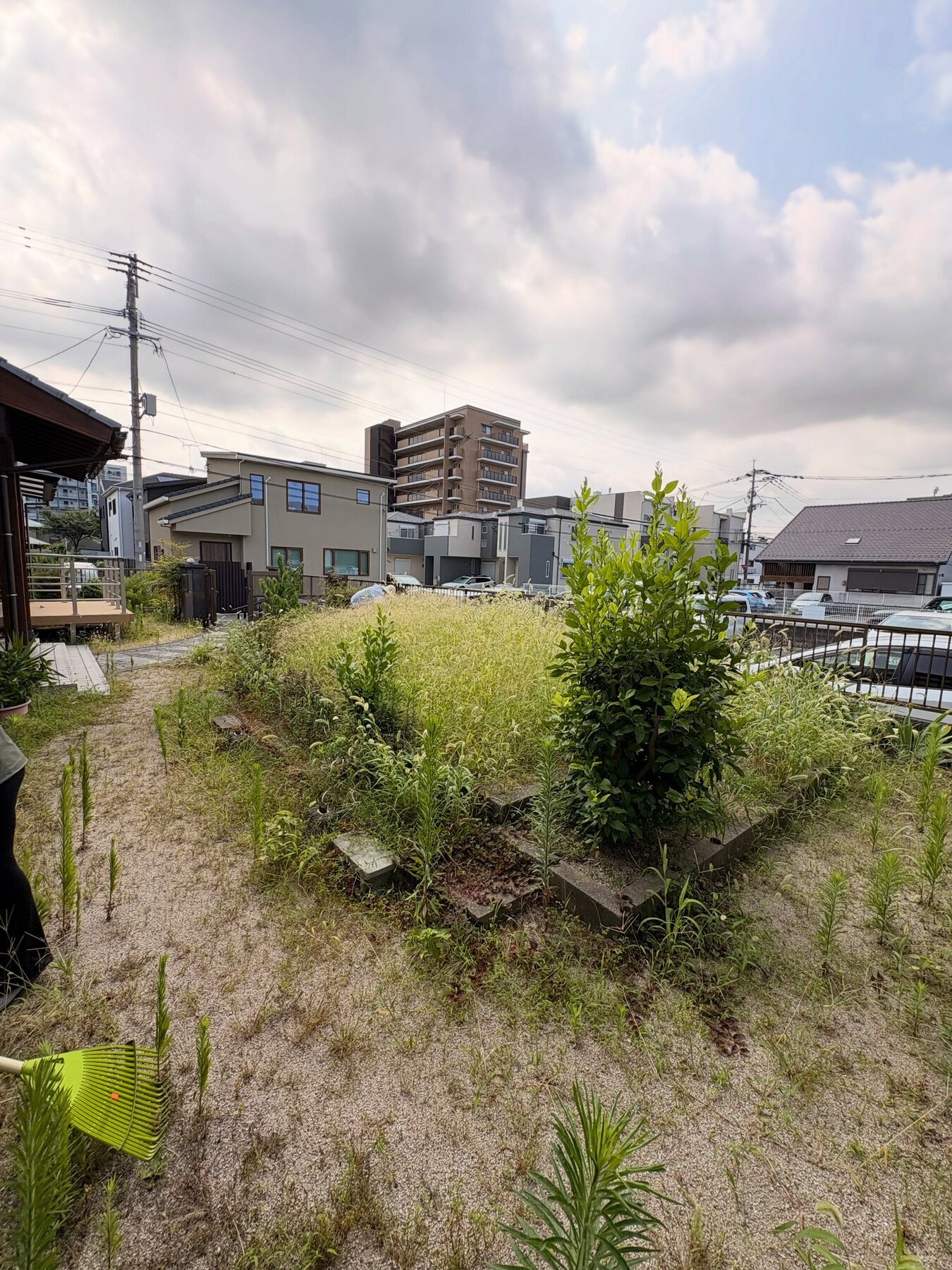 草木が伸びた空き地