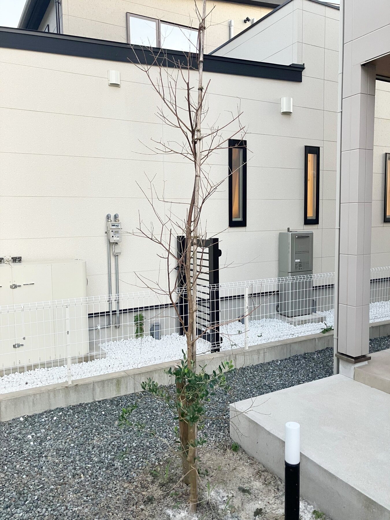 住宅前に植えられた若木
